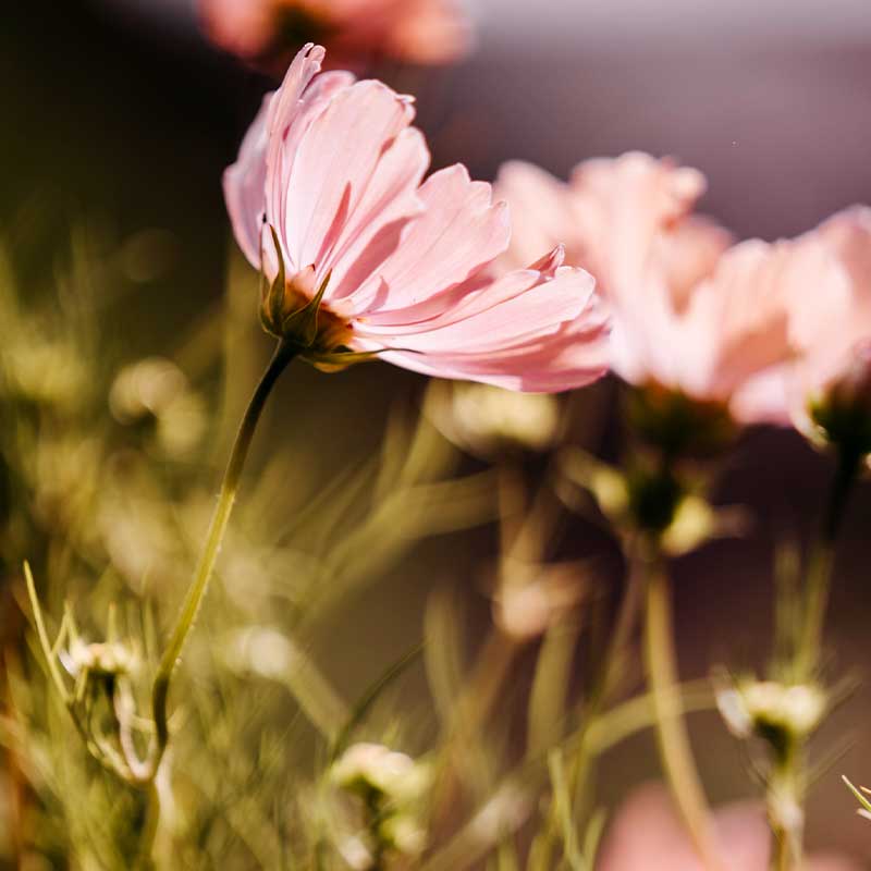 Kosmoskukka 'Apricotta'