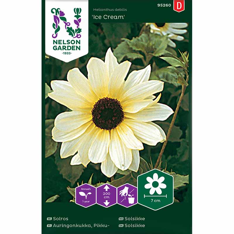 Auringonkukka 'Ice Cream'