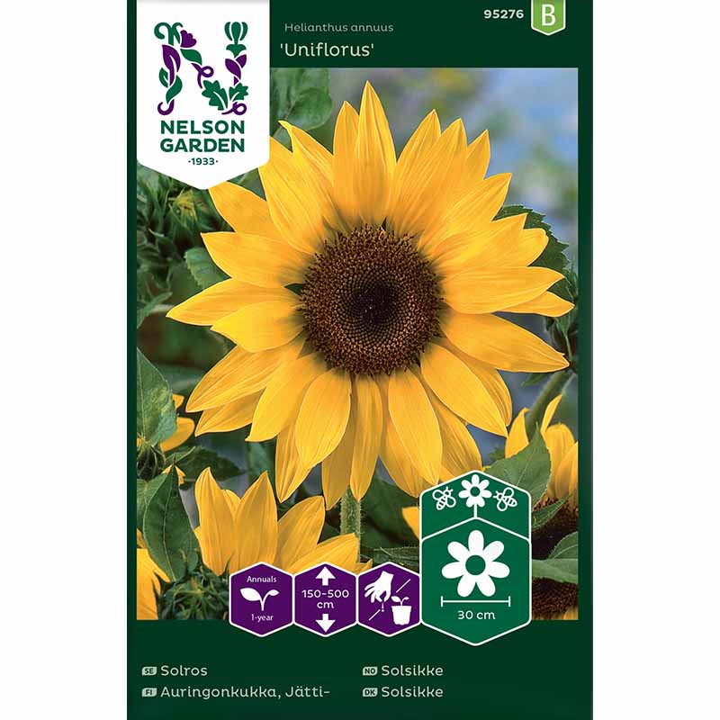 Auringonkukka 'Uniflorus'