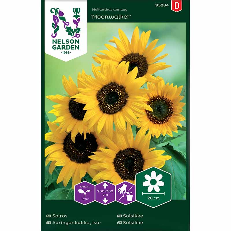 Auringonkukka 'Moonwalker'