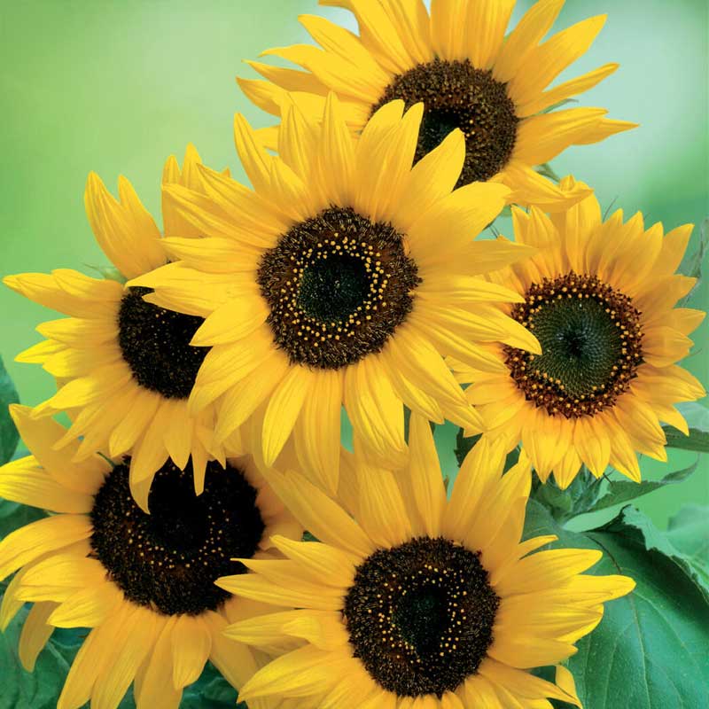 Auringonkukka 'Moonwalker'