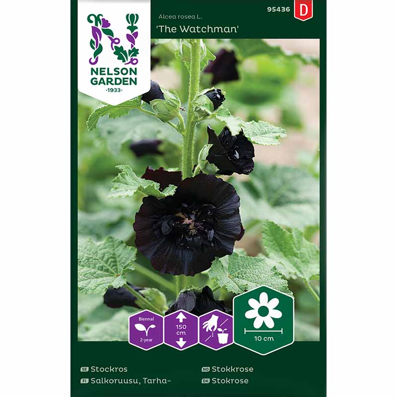 Salkoruusu 'The Watchman'