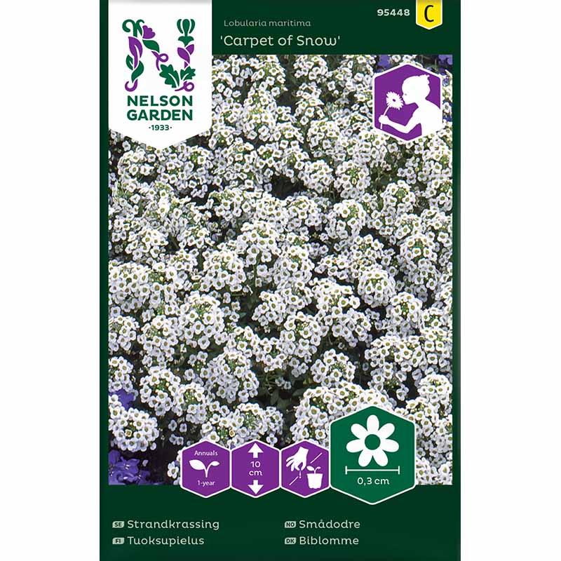 Rantakassia 'Carpet of Snow'