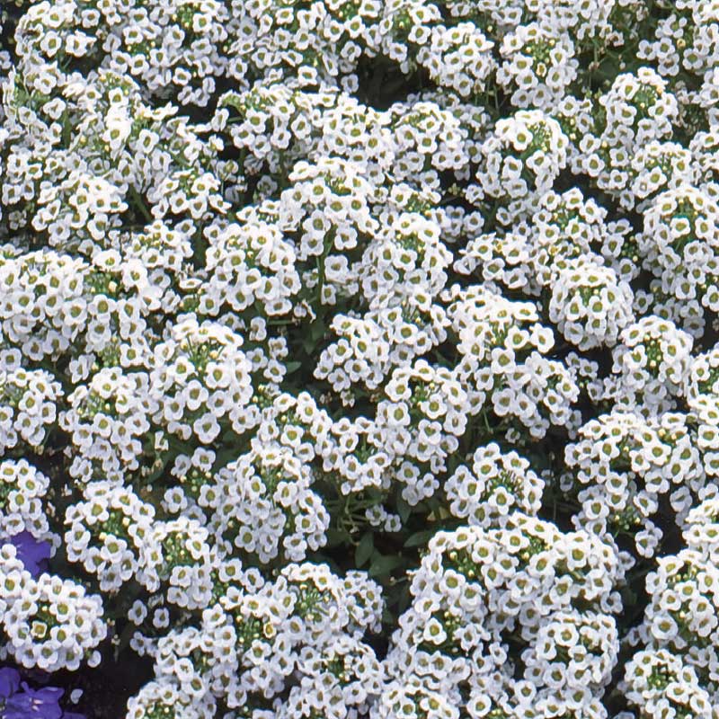 Rantakassia 'Carpet of Snow'