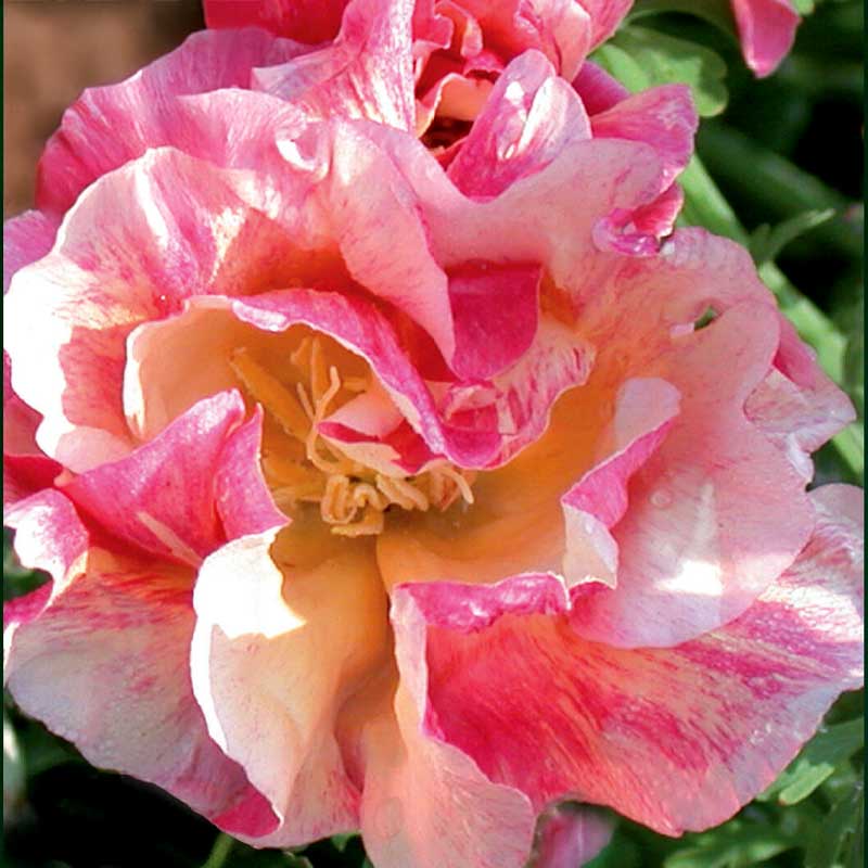 Unikko 'Rosa Romantica'