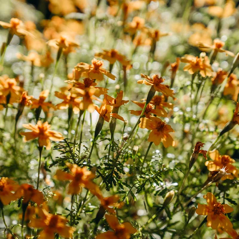 Pikkutaget 'Lemon Star'