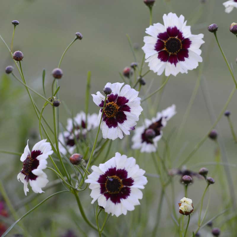 Tiikerinsilmä 'Incredible! Swirl'