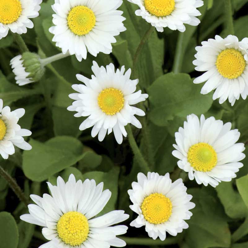 Tuhatkauno 'Meadow Daisy'