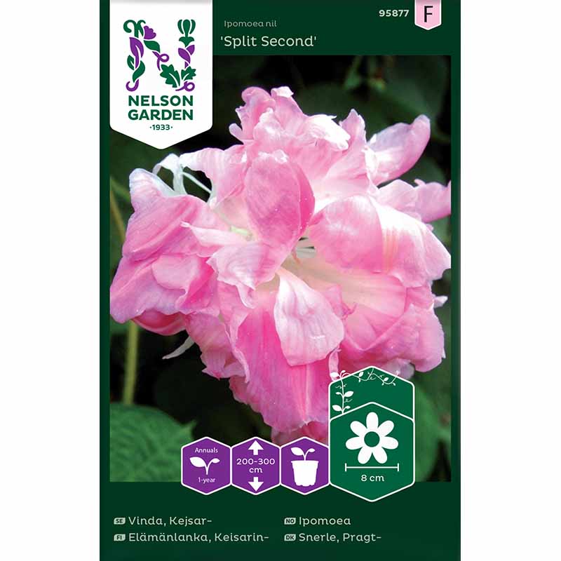 Keisarinkukka 'Split Second'