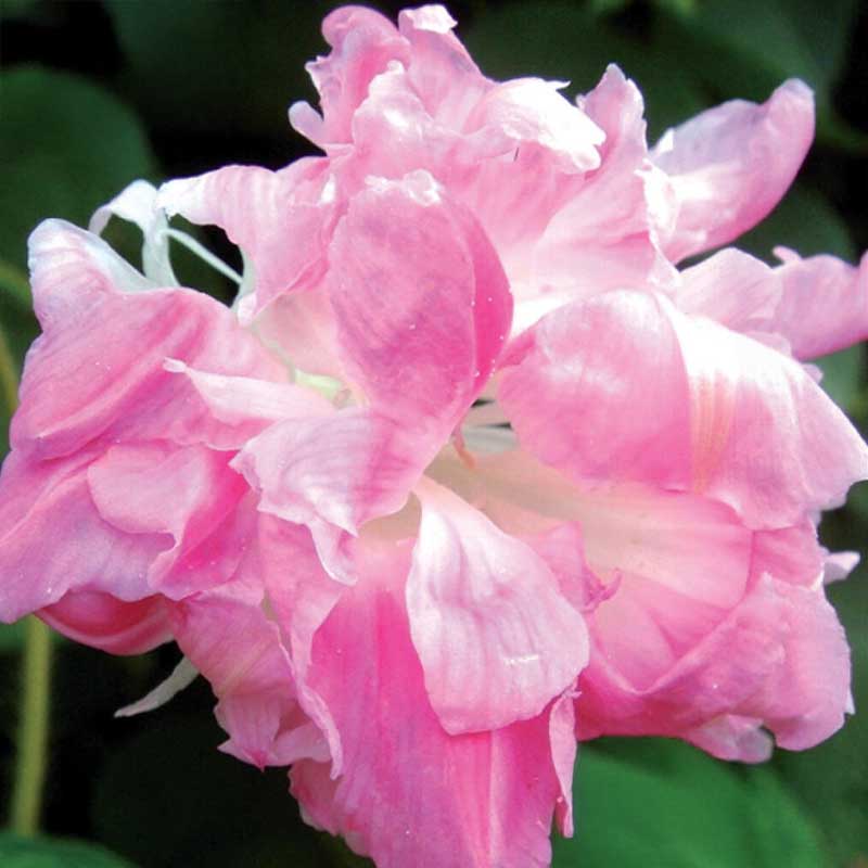 Keisarinkukka 'Split Second'