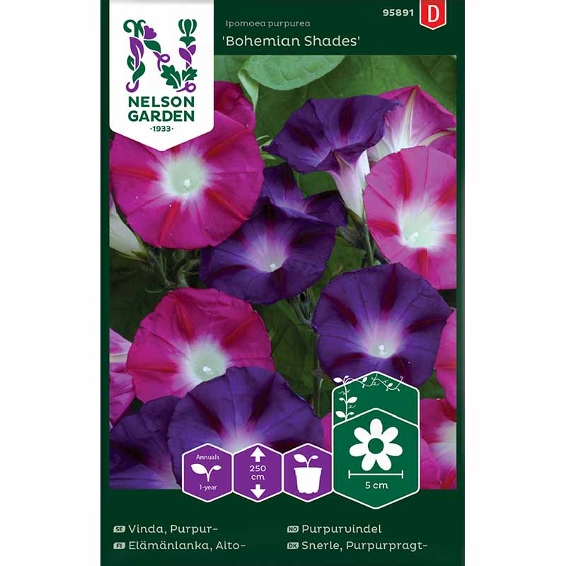 Purppuraköynnös 'Bohemian Shades'