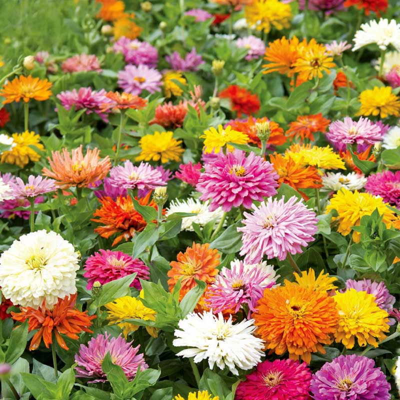 Tsinnia 'Takii´s Choice'