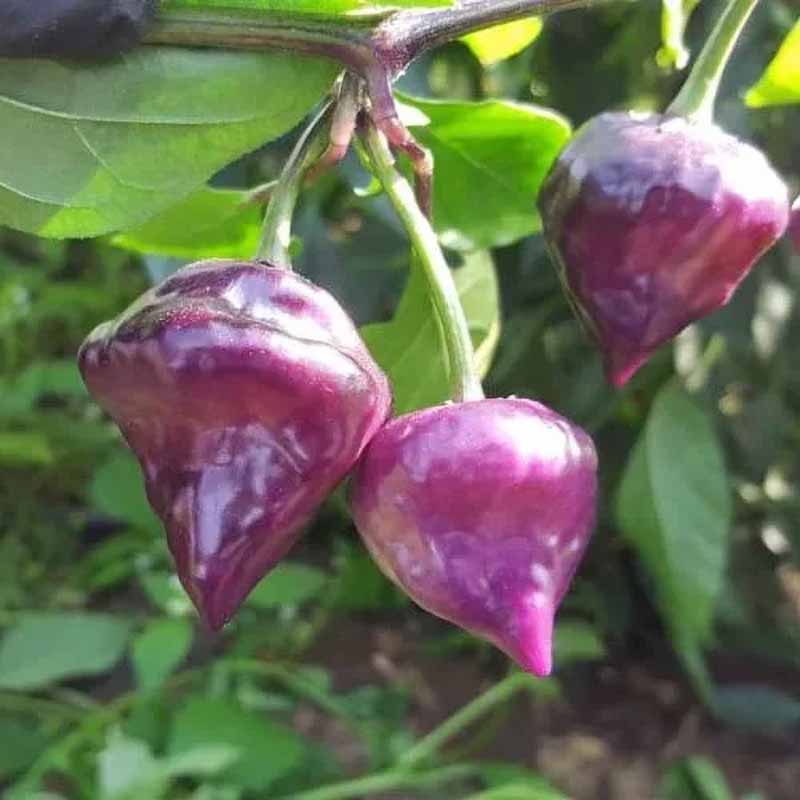 Chili 'Purple ufo'