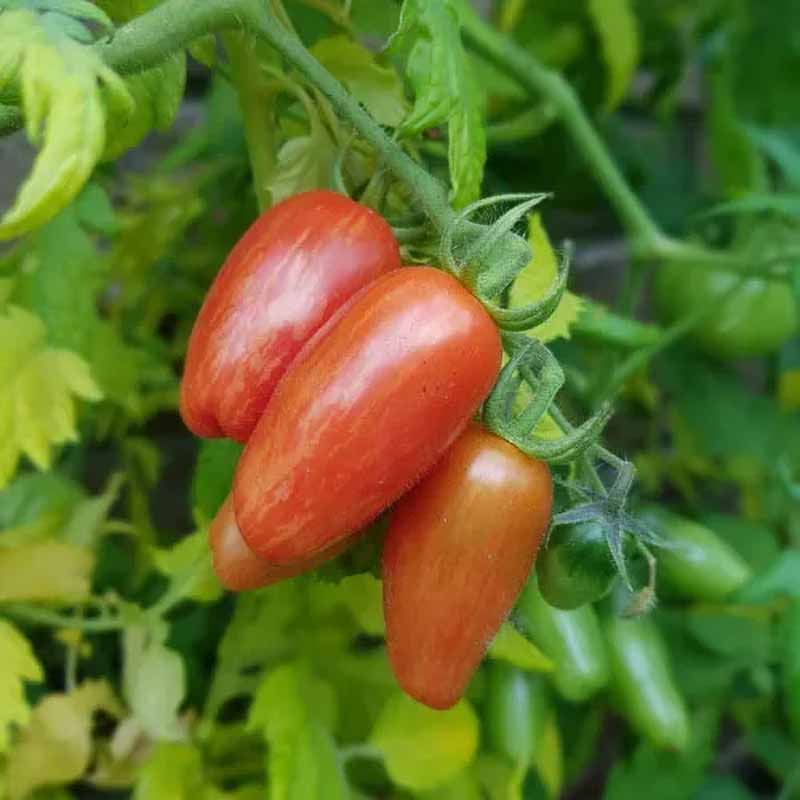 Tomaatti 'Sweet Casady'