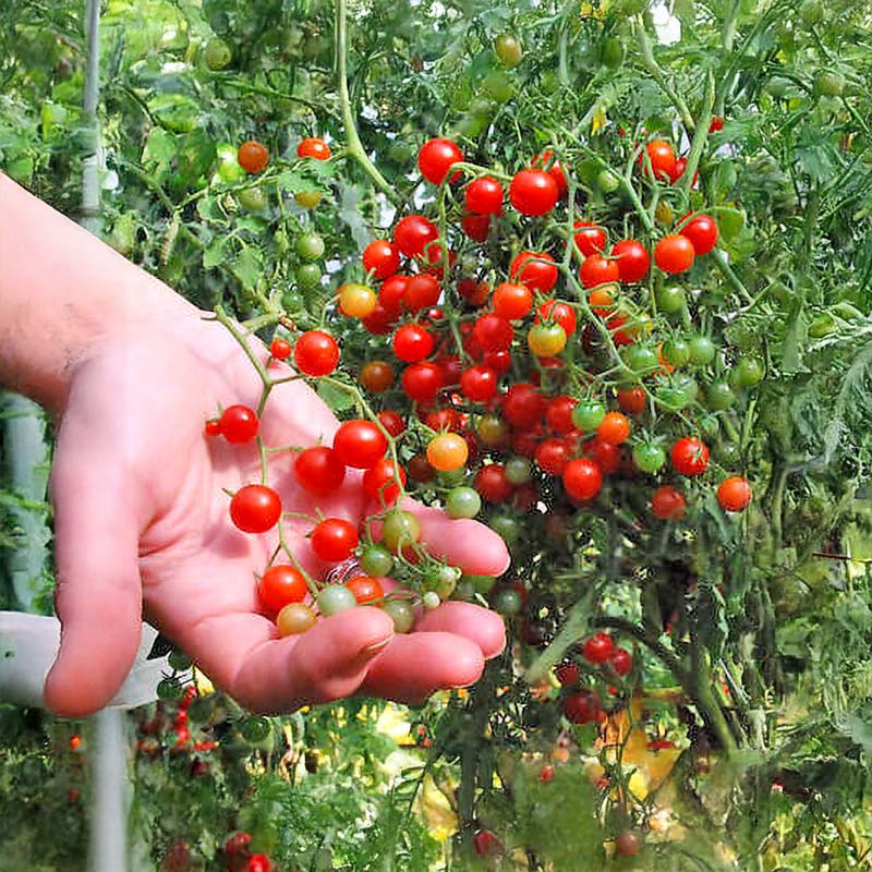 Tomaatti 'Currant Sweet Pea'