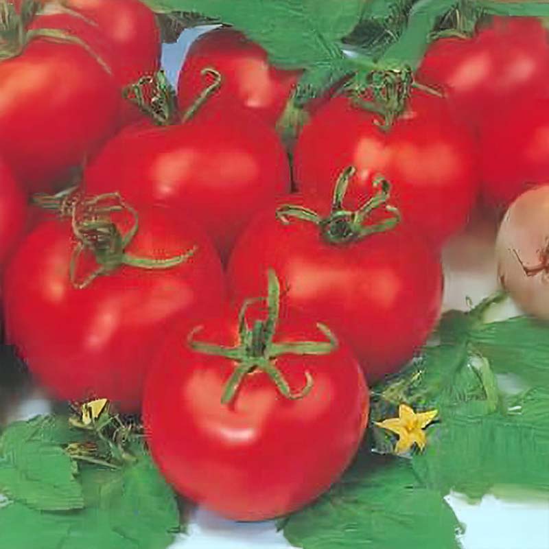 Tomaatti 'Tres Cantos'