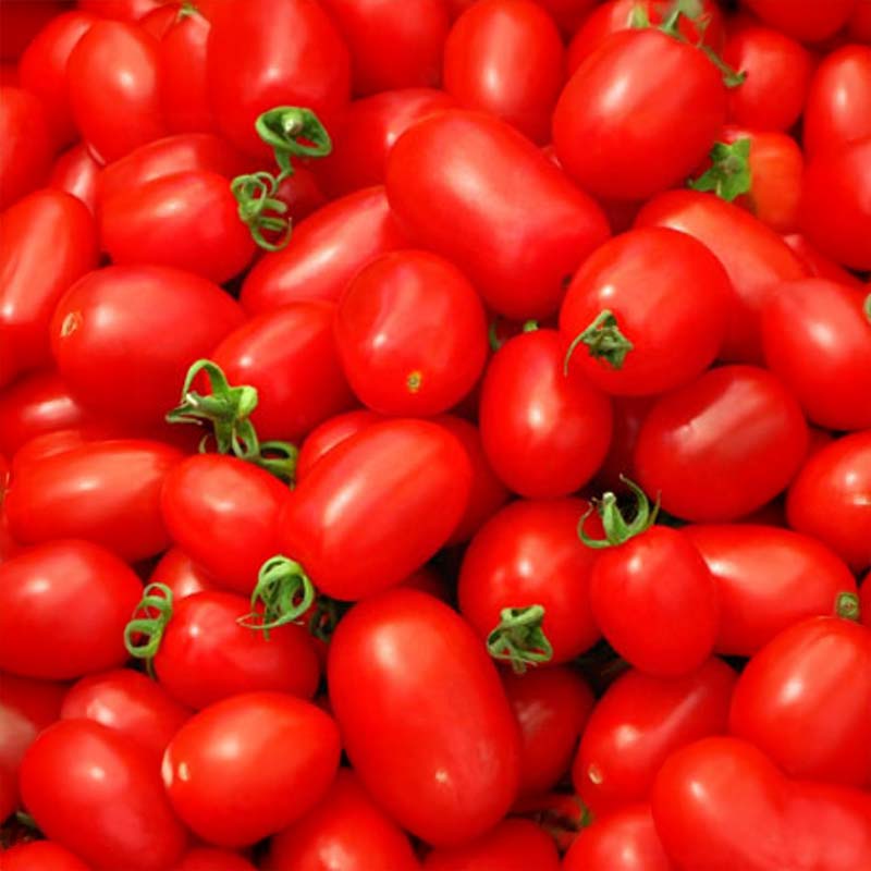 Tomaatti 'Ventura OChicco'