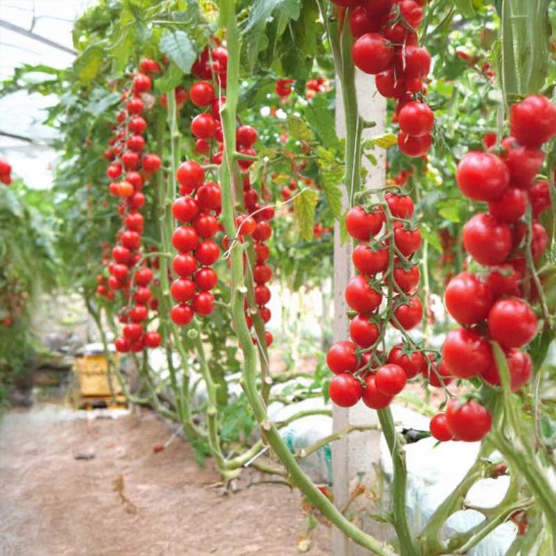 Tomaatti 'Terminato Ciliegia'