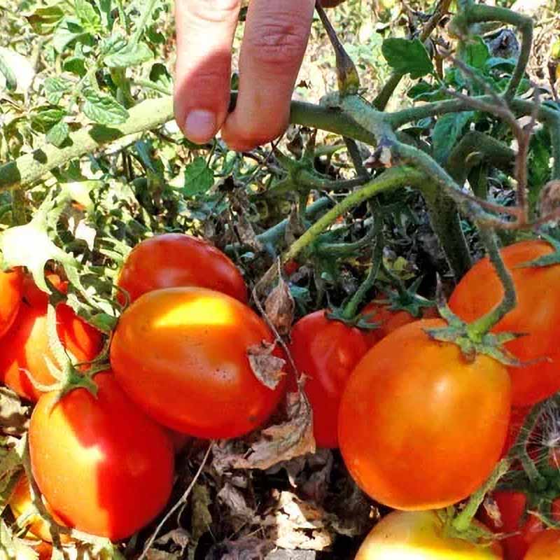 Tomaatti 'Kecskemeti'