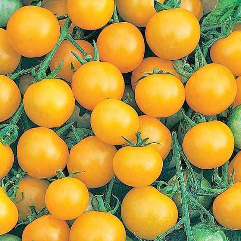 Tomaatti 'Honeybee'