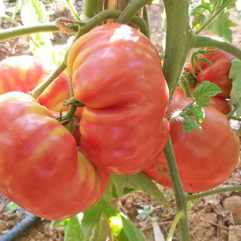 Tomaatti 'Corazon de Buey'