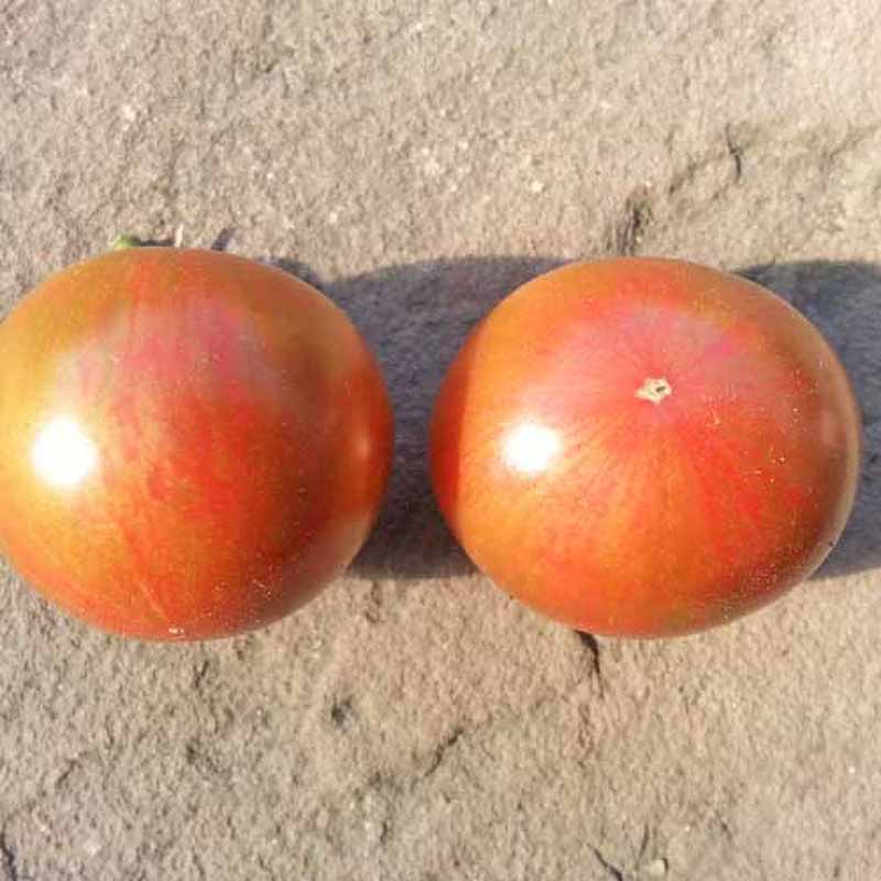 Tomaatti 'Artisan Purple Bumble Bee'