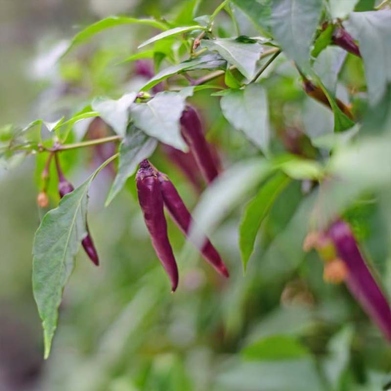 Chili 'Cayenne Purple'