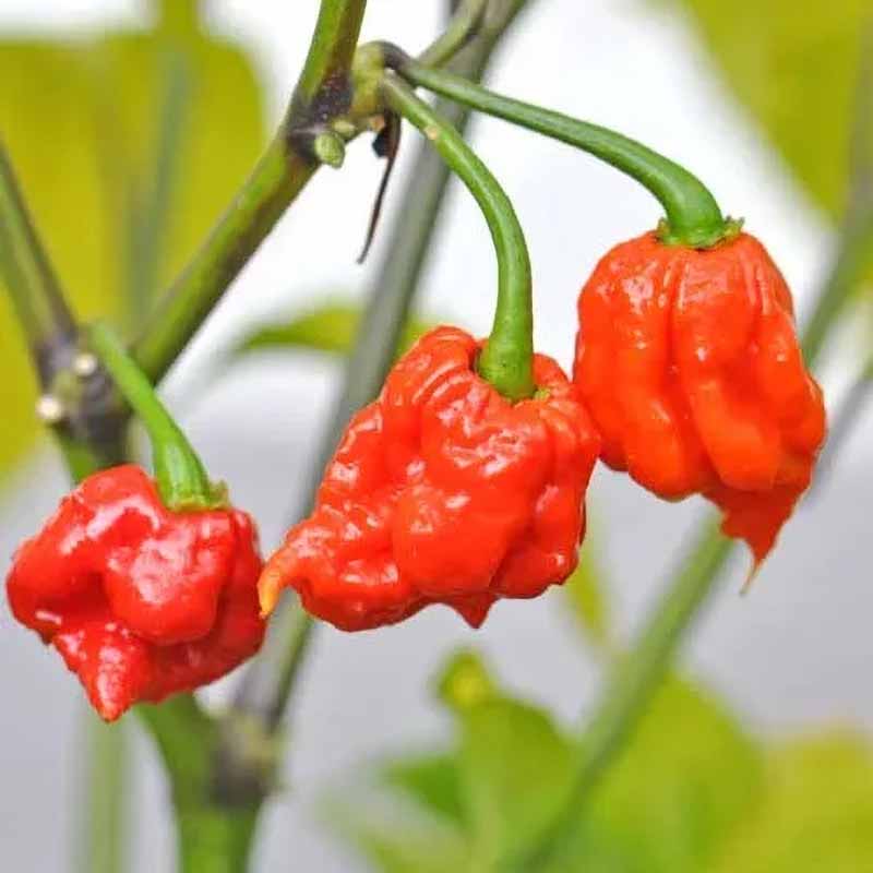 Chili 'Carolina Reaper' 10st
