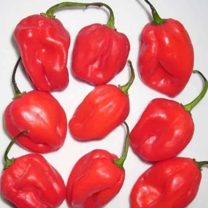 Chili 'Habanero Madame Jeanette Red'