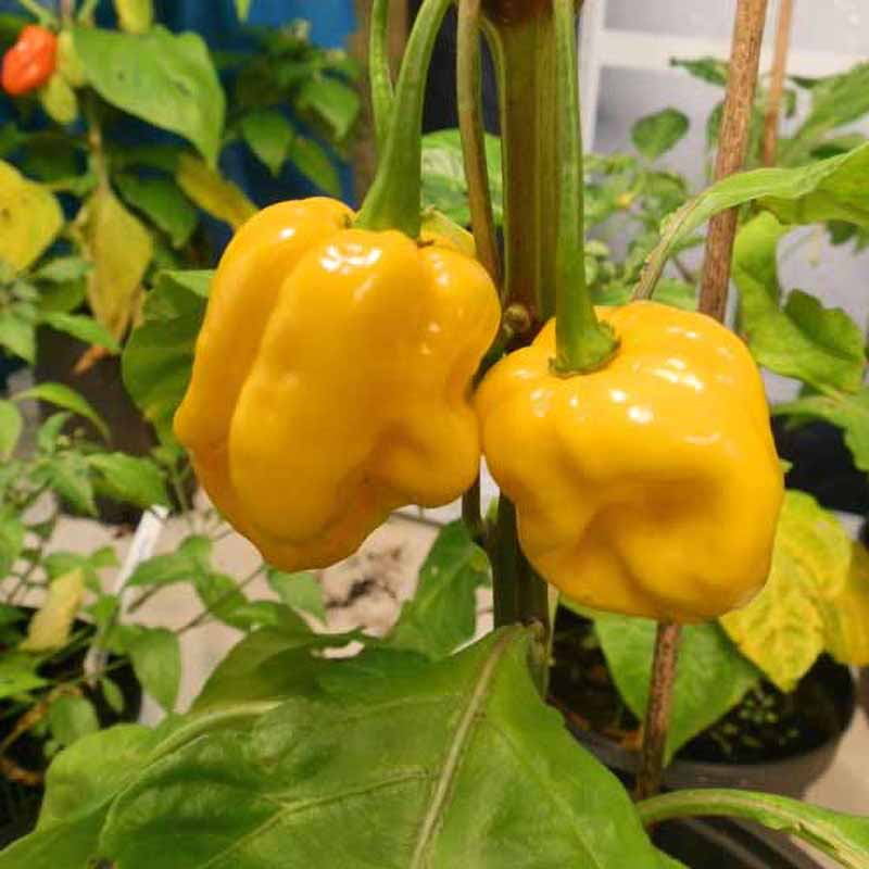 Chili 'Trinidad Scorpion Moruga Blend Yellow'