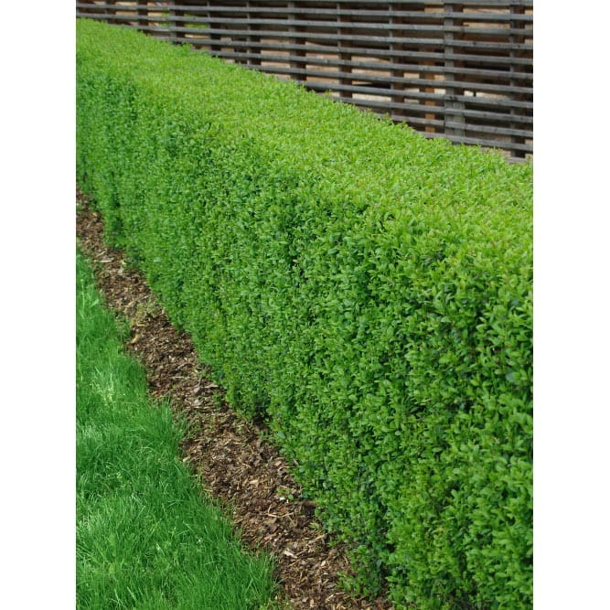 Liguster Vintergrön, 125-150cm, 5-Pack