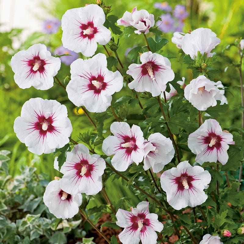 Hibiskus Friland vit/röd, Busk A-kvalcm, 3-pack