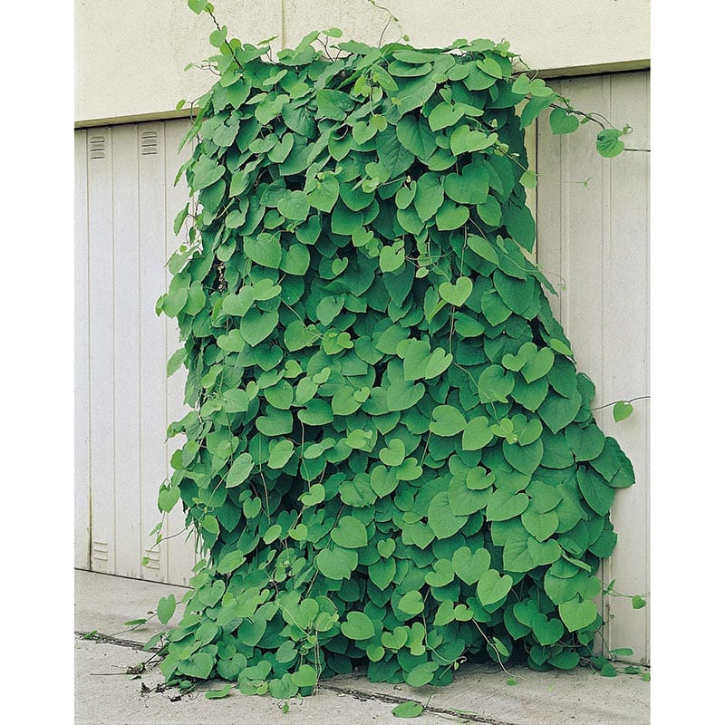 Pipranka, 5-pack