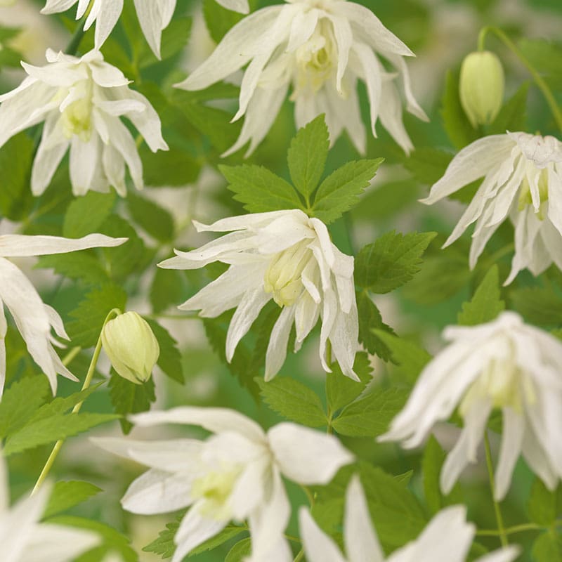 Hybridklematis, 5-pack