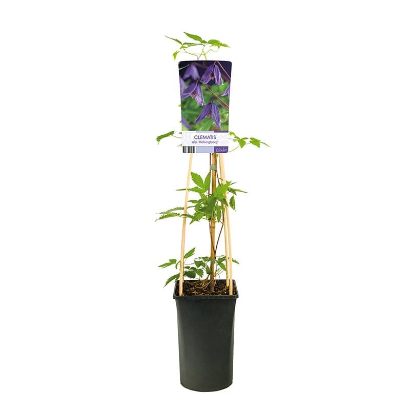 Klematis "Helsingborg", 1-pack