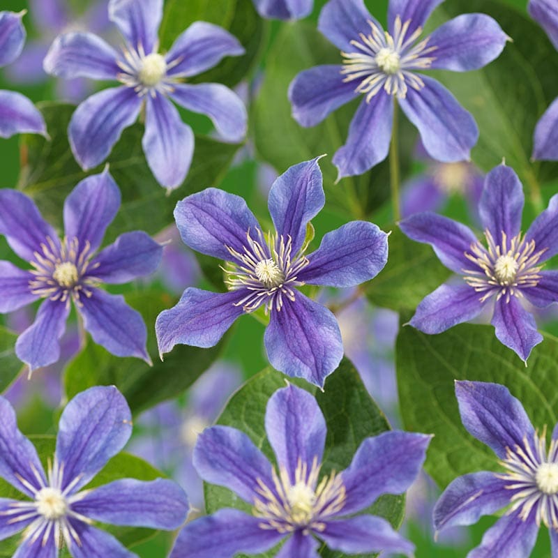 Blåviolett klematis, 5-pack