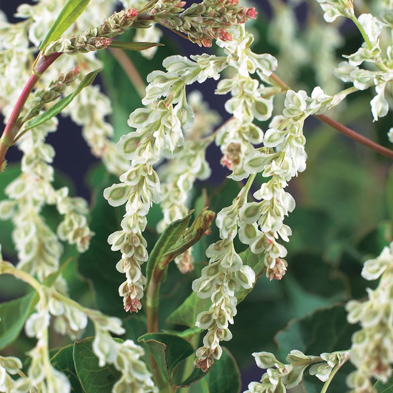 Bokharabinda, 5-pack