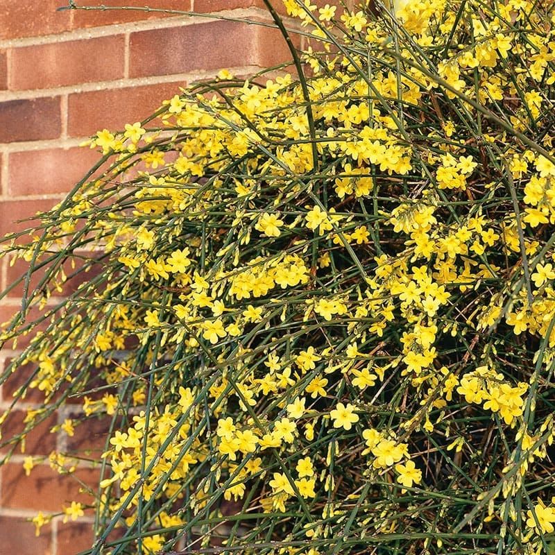 Vinterjasmin, 1-pack