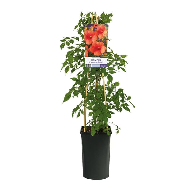 Storblommig trumpetranka, 5-pack