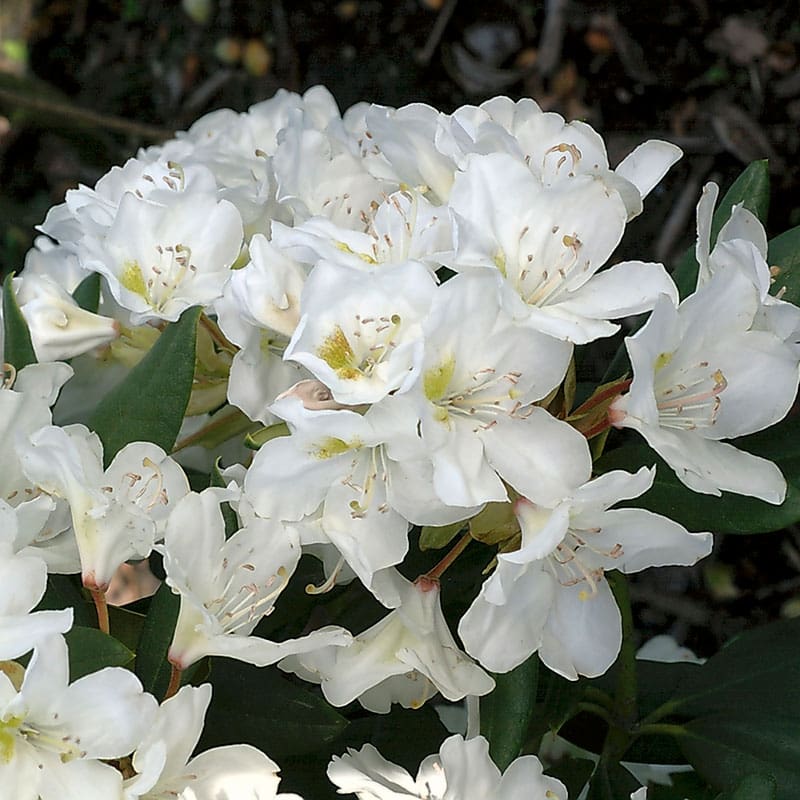 Parkrododendron Cunningham`s White, 30-40 cm, 10-Pack