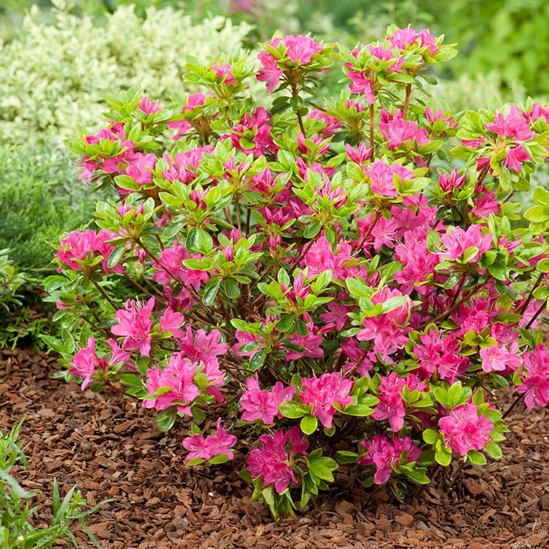 Japansk azalea "Kermesina", 20-25 cm, 3-Pack