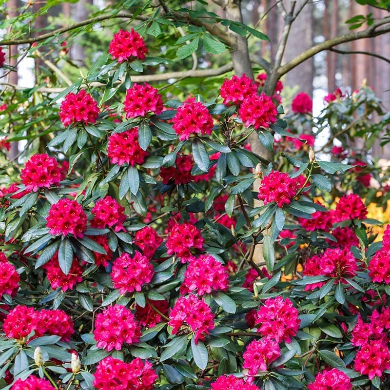 Parkrododendron "Nova Zembla", 40-50 cm, 3-Pack