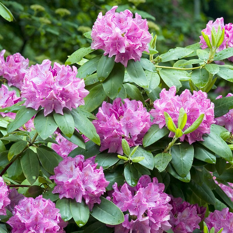 Parkrododendron"Roseum Elegans", 40-50 cm, 3-Pack