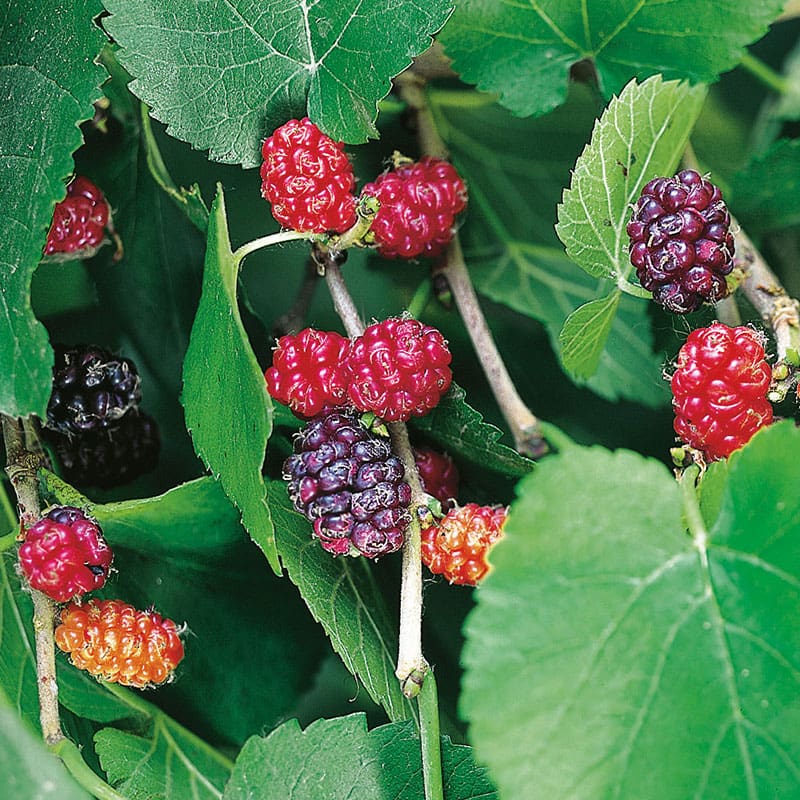 Svart mullbär, 1-Pack