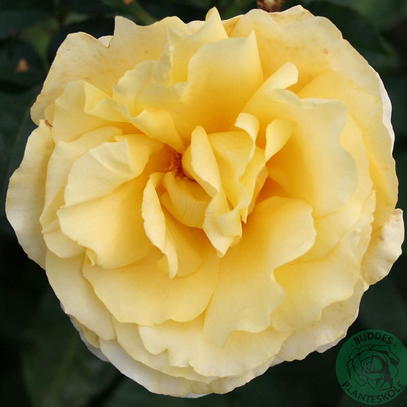 Storblommig ros Tivoli 150, 5-Pack