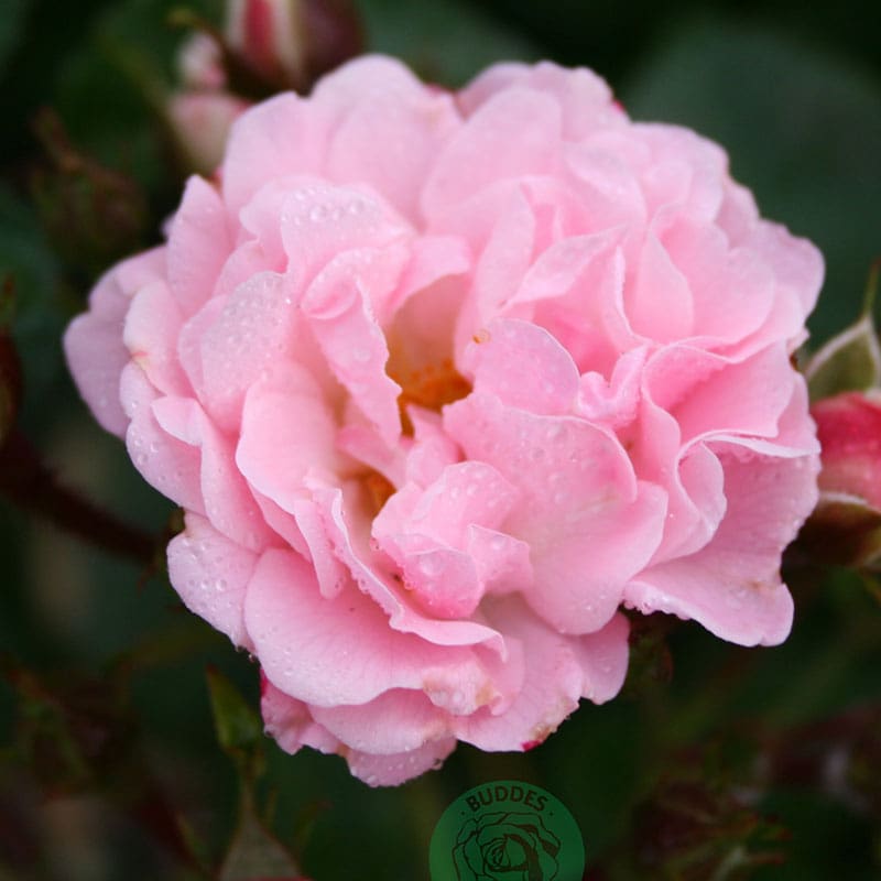 Klätterros Rosenholm, 1-Pack