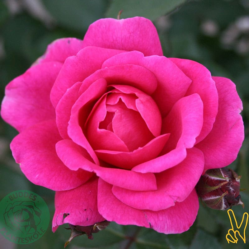 Storblommig ros Kim Wall, 10-Pack