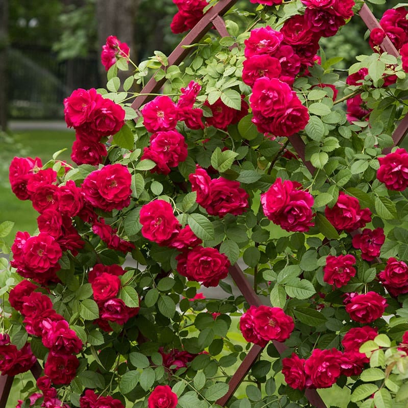 Klätterros Flammentanz, 5-Pack