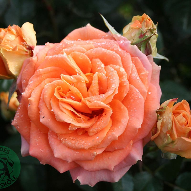 Storblommig ros Flora Danica, 1-Pack