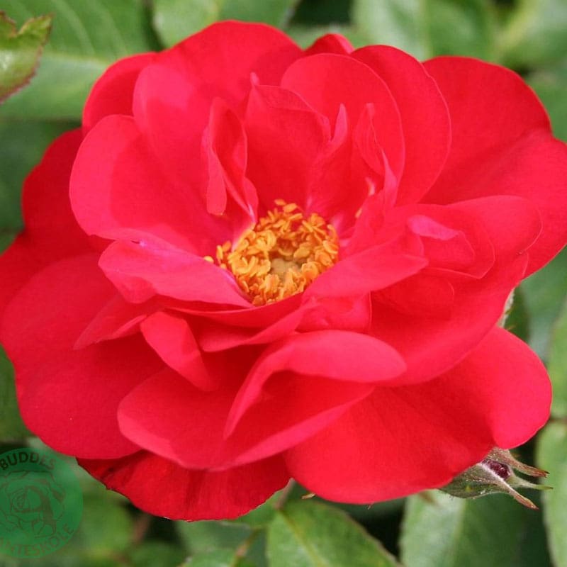 Buskros Hansaland, 5-Pack